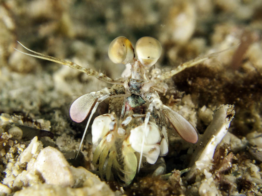 Odontodactylus cultrifer 